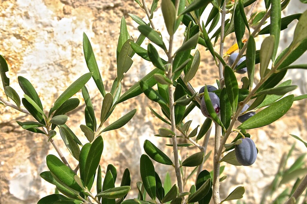 black fruits